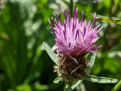 Photo représentant la centaurée jacée aussi appelée Centaurea jacea