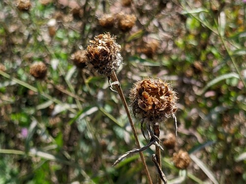 Photo représentant la centaurée jacée fanée aussi appelée Centaurea jacea