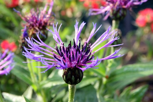 Photo représentant le bleuet de montagne aussi appelé Centaurea montana