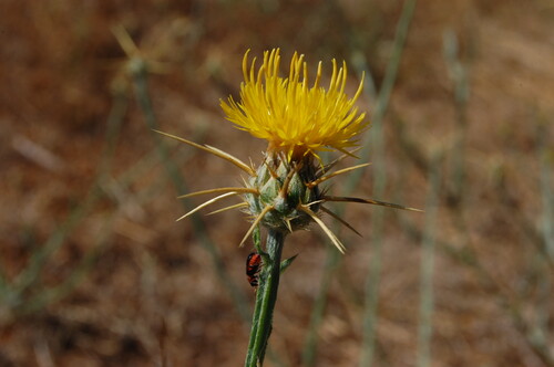 Photo représentant la centaurée du solstice aussi appelée Centaurea solstitialis