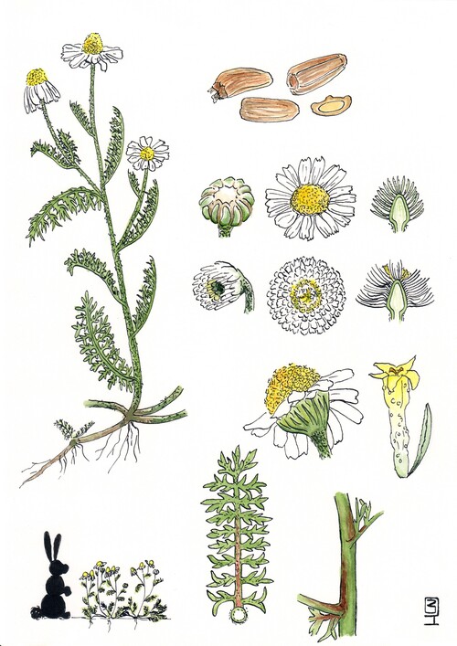 Illustration représentant la Camomille romaine également nommée Chamaemelum nobile