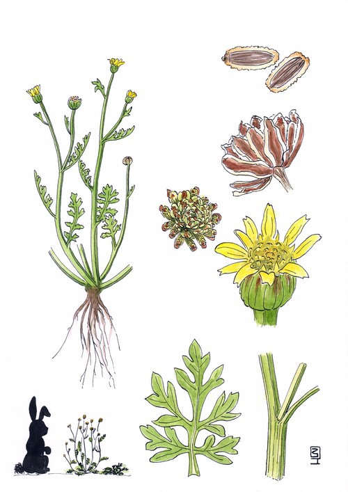 Illustration représentant la Camomille d’or également nommée Chrysanthellum americanum