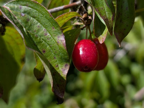 Photo représentant le cornouiller mâle aussi appelé Cornus mas