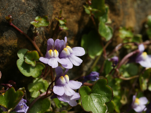Photo of ivy-leaved toadflax (Cymbalaria muralis) with purple and yellow flowers in a rock crevice