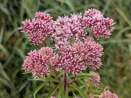 Photo représentant l’eupatoire chanvrine aussi appelée Eupatorium cannabinum