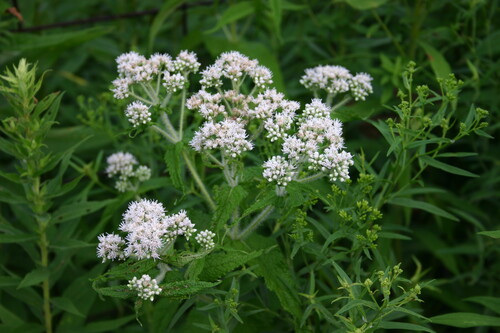 Photo représentant l’eupatoire perfoliée aussi appelée Eupatorium perfoliatum