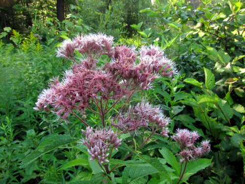 Photo représentant l’eupatoire pourpre aussi appelée Eutrochium purpureum