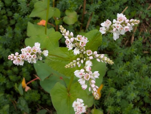 Photo of a flowering common buckwheat plant also called Fagopyrum esculentum seen from above, showing clusters of small white flowers with pink centers and green heart-shaped leaves against a blurred background
