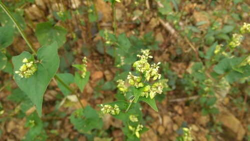 Photo of Tartary buckwheat, also known as Fagopyrum tataricum, showing clusters of small greenish flowers alongside heart-shaped leaves against a blurred ground background