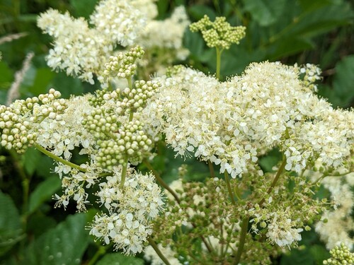Photo représentant la reine des prés aussi appelée Filipendula ulmaria