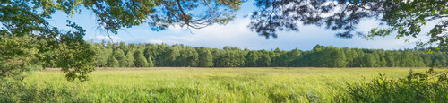 Photo représentant une prairie et une forêt en arrière plan