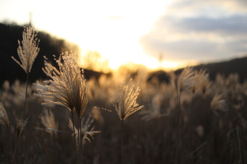Photo représentant un coucher de soleil sur un champ de graminées