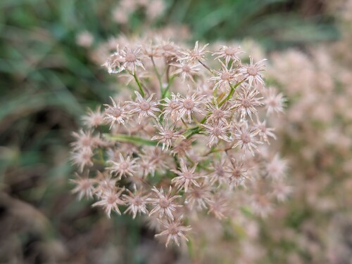 Photo of a cluster of small, light beige star-shaped flowers against a blurry green background