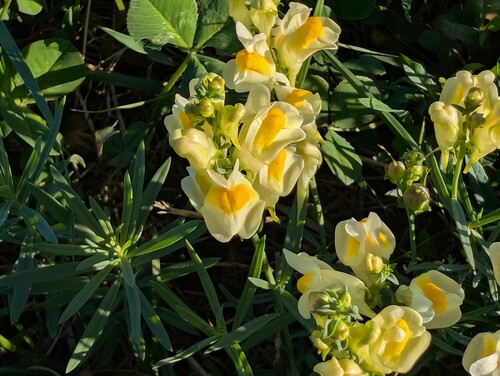 Photo of yellow common toadflax flowers with a yellow-orange spot on the lower lip, surrounded by narrow green foliage