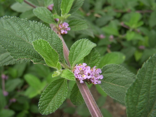 Photo représentant la verveine blanche aussi appelée Lippia alba