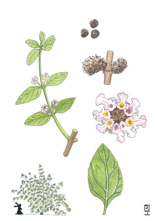 Illustration représentant la verveine blanche également nommée Lippia alba