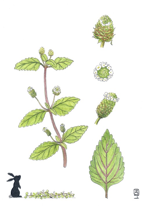 Illustration représentant la verveine sucrée également nommée Lippia dulcis