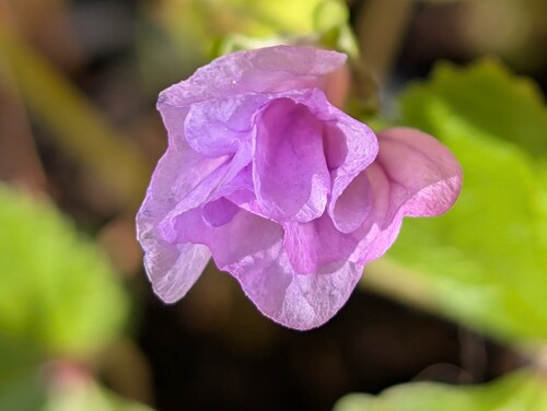 Photo représentant la mauve sylvestre également nommée Malva sylvestris