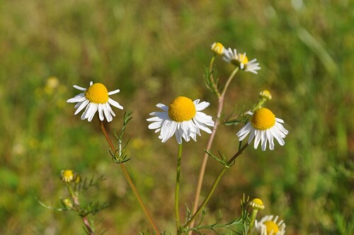 Photo représentant la camomille allemande aussi appelée Matricaria chamomilla