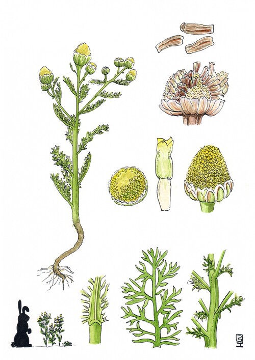 Illustration représentant la Camomille ananas également nommée Matricaria discoidea
