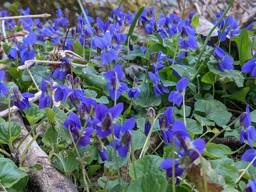 Photo représentant un tapis de violettes dans un sous-bois