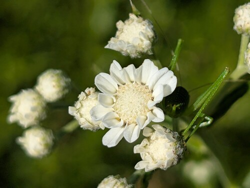 Photo d’une achillée sternutatoire au premier plan, sur un arrière-plan flouté