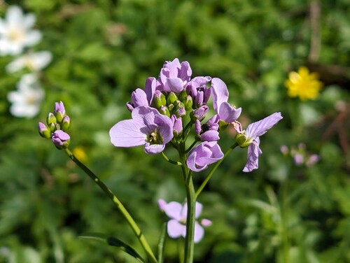 Photo montrant en premier plan une fleur violette
