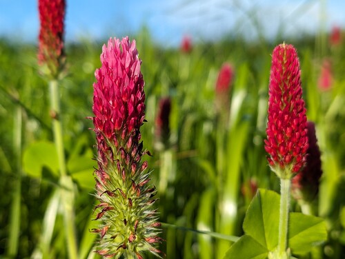 Photo représentant des fleurs rouges dans une prairie