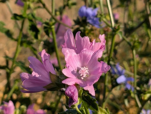 Photo représentant des fleurs roses en premier plan et des fleurs bleues floutées en second plan