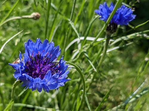 Photo montrant deux bleuets des champs dans une prairie