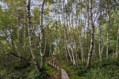 Photo représentant une forêt de bouleaux