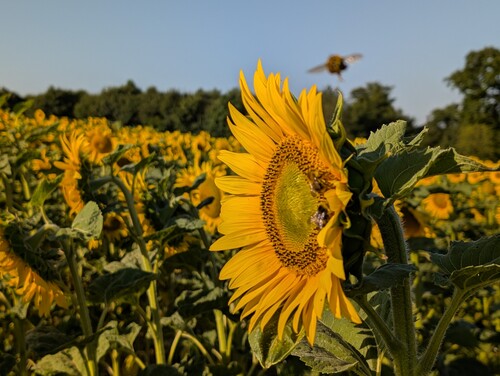 Photo représentant une fleur de tournesol en gros plan avec des abeilles la survolant