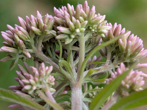 Photo représentant l’eupatoire chanvrine aussi appelée Eupatorium cannabinum