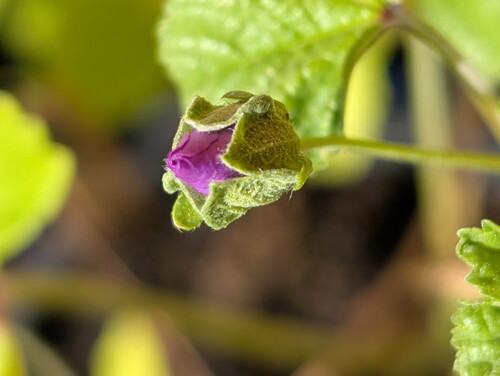 Photo représentant un bourgeon floral de mauve sylvestre sur un fond flouté