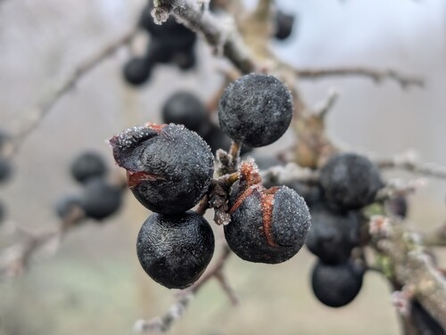 Photo représentant des fruits de prunellier givrés et éclatés par le gel sur fond de brume