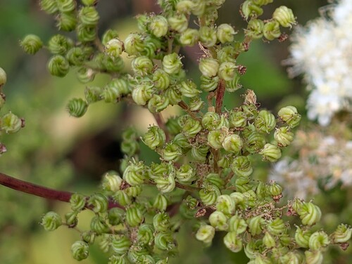 Photo représentant la reine des prés aussi appelée Filipendula ulmaria