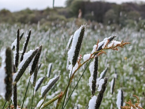 Photo représentant des poacées recouvertes de neige au premier plan sur un arrière-plan flouté
