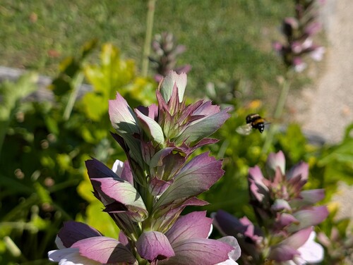 Photo of a Bear’s Breech flower with a bumblebee in flight in the background of a sunny garden
