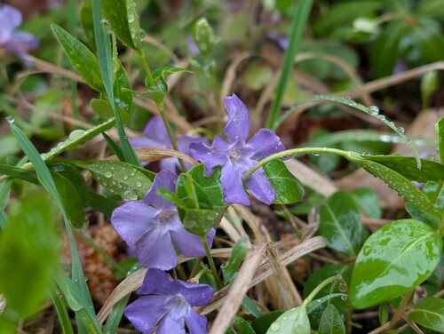 Photo of three lesser periwinkle blossoms also called Vinca minor in their natural woodland habitat with visible dew