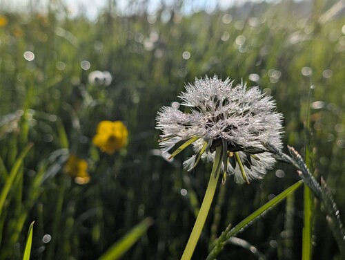 Photo of a dandelion seed head in the foreground, on a blurred background