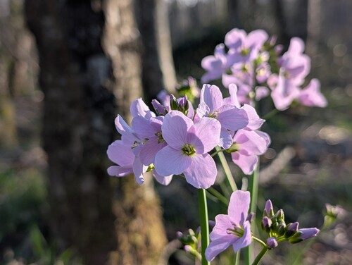 Photo of a cuckoo flower also called Cardamine pratensis in the foreground, on a blurred background