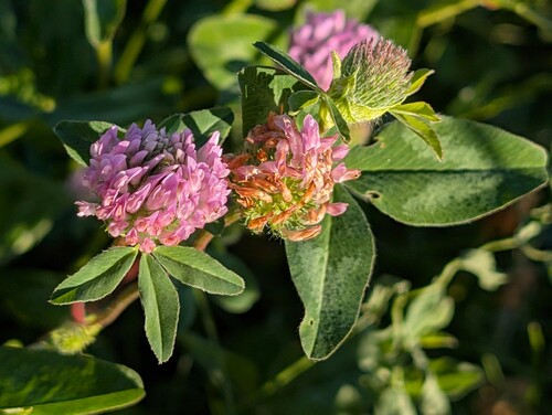 Close-up of red clover (Trifolium pratense) in the sun, showing two flower heads, one in full bloom and the other beginning to wither