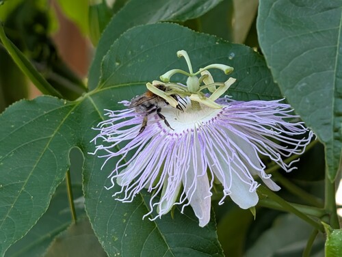 Photo of a purple passionflower blossom being pollinated by a bumblebee amid large green leaves