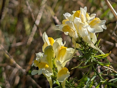 Photo of a common toadflax also known as Linaria vulgaris with pale yellow and bright yellow flowers, surrounded by green foliage, set against a blurred plant background