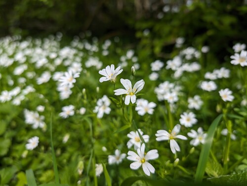 Photo représentant des petites fleurs blanches sur fond flou