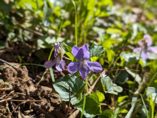 Photo représentant des petites fleurs violettes