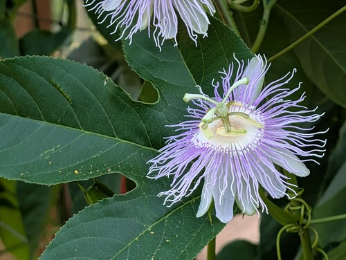 Photo showing the black purple passionflower also known as Passiflora incarnata