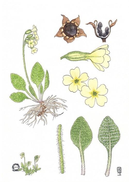 Illustration représentant la primevère des bois également nommée Primula elatior