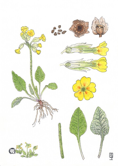 Illustration représentant la primevère des champs également nommée Primula veris