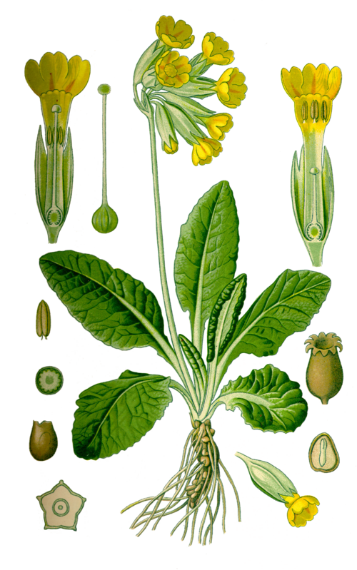 Illustration représentant une primevère des champs également nommée  Primula veris